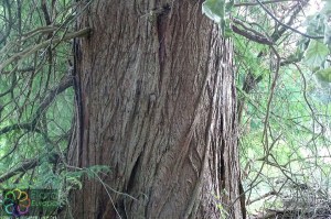 Taxodium distichum (4).jpg_product_product_product_product